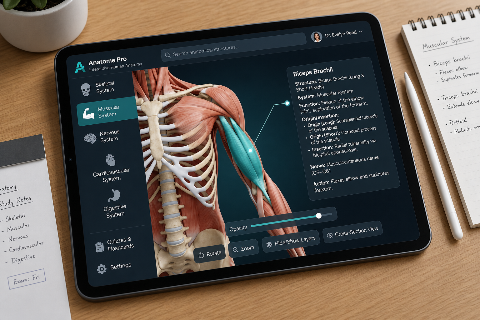 iPad on a desk showing an interactive 3D anatomy education app with muscular system highlighted
